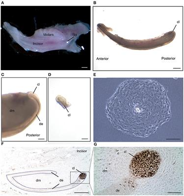 Generation of Spheres from Dental Epithelial Stem Cells